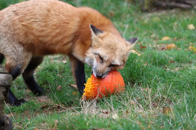 ご飯を食べている狐